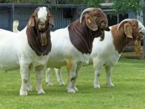 Boer Goats