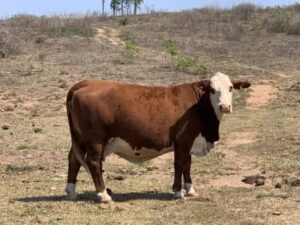 Live cows