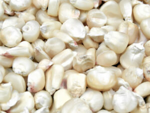 White Maize/Corn