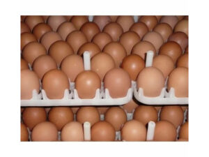 Hatching Chicken Egg