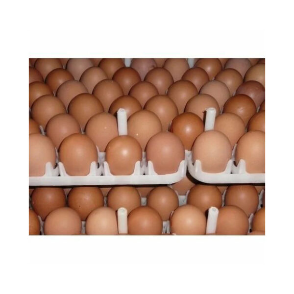 Hatching Chicken Egg