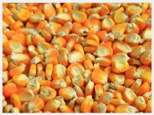 Corn/Maize