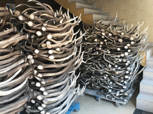 Red Deer Antlers