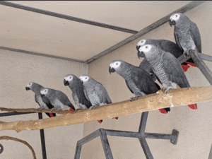 Parrots, cockatoos, amazons, conures, cockatiels available