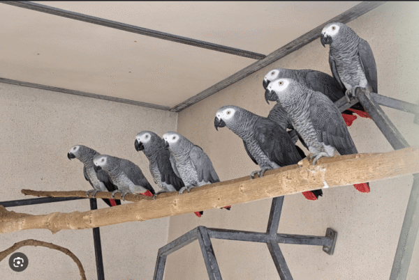 Parrots, cockatoos, amazons, conures, cockatiels available