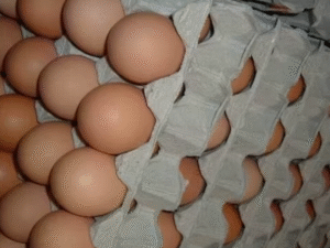 Fresh Chicken Eggs / Round Table Eggs for Sale / Fertile Hatching Eggs