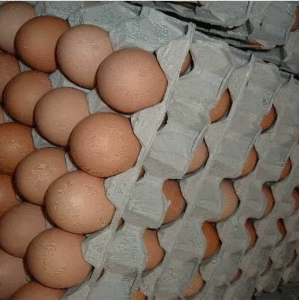 Fresh Chicken Eggs / Round Table Eggs for Sale / Fertile Hatching Eggs