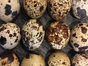 Quail Bird Eggs