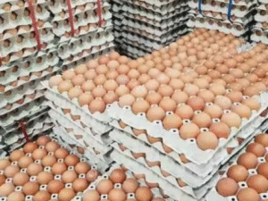 Best Quality Fresh Brown Table Chicken Eggs