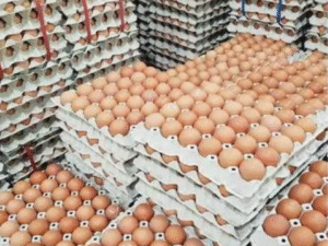 Broiler Hatching Eggs Ross 308 and Cobb 500 and Chicken Table Eggs Fresh