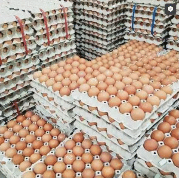 Broiler Hatching Eggs Ross 308 and Cobb 500 and Chicken Table Eggs Fresh