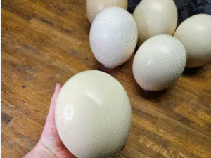 Fertilized Ostrich Eggs