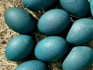 Ostrich Eggs 1600-2300g Hatching