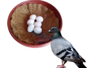 Pigeon Hatching Egg