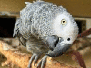 African Grey Parrots