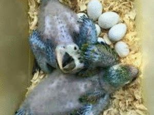 Parrots and Fertile parrot eggs