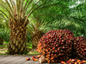 Red Palm Oil