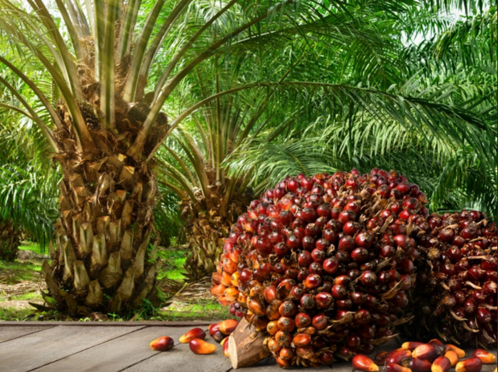 Red Palm Oil