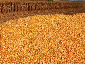 Yellow Maize/Corn