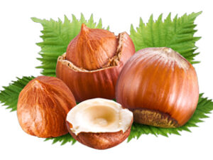 HAZELNUT