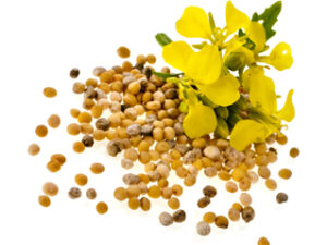 Mustard Seeds