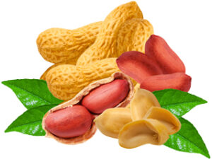 Peanuts