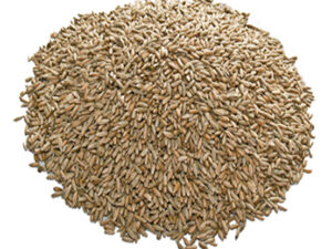 Rye