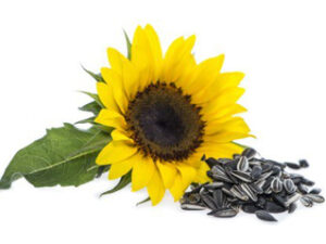 Sunflower Seeds