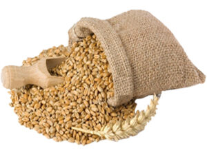 Wheat